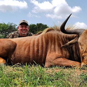 Hunting Golden Wildebeest in South Africa