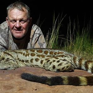 South Africa Hunting Genet Cat