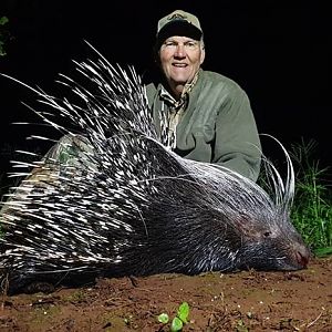 African Porcupine Hunt South Africa