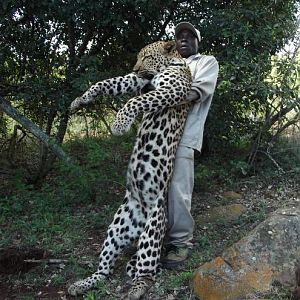 Leopard Hunting South Africa