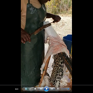 Taking care of a Leopard skin