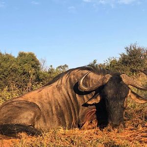 Hunt Blue Wildebeest in South Africa