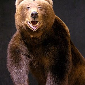 Brown Bear Full Mount Taxidermy