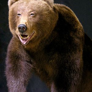 Brown Bear Full Mount Taxidermy