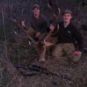 Red Stag Hunt Australia