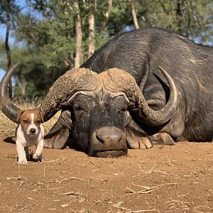 Bow Hunting Cape Buffalo in South Africa