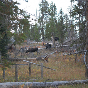 Wyoming Archery Elk Hunt 2018