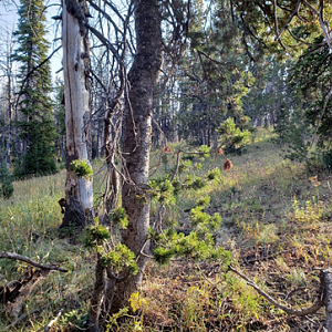 Wyoming Archery Elk Hunt 2018