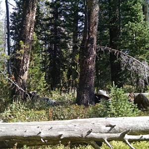 Wyoming Archery Elk Hunt 2018