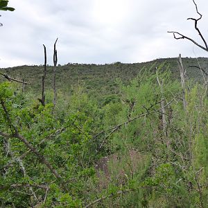 South Africa Hunt