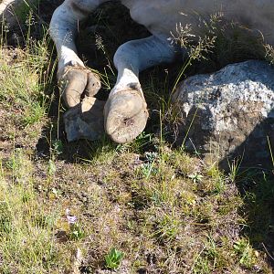 Eland Hooves