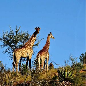 Giraffe South Africa