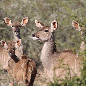 Kudu Females South Africa