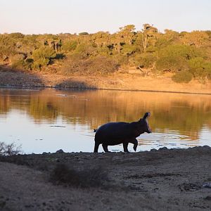 Hippo in South Africa