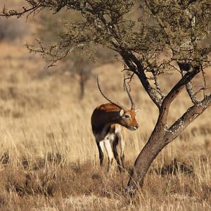 Lechwe South Africa