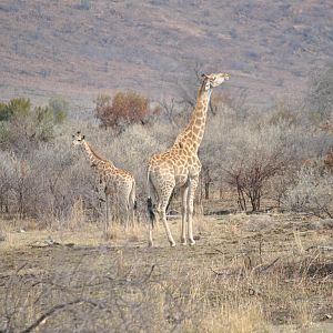 Giraffe South Africa