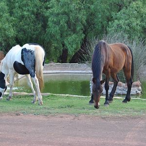 Horses South Africa