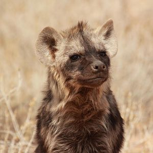 Spotted Hyena South Africa