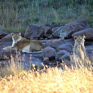 Groups of Lions South Africa