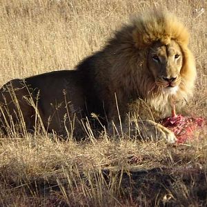 Lion South Africa