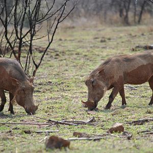 Warthog South Africa