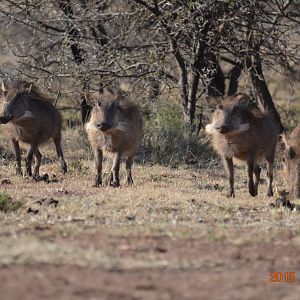 Warthog South Africa