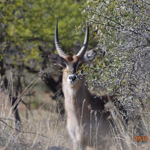 Waterbuck South Africa