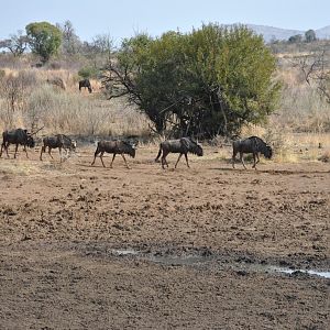 Blue Wildebeest South Africa