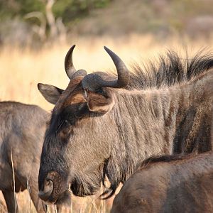 Blue Wildebeest South Africa