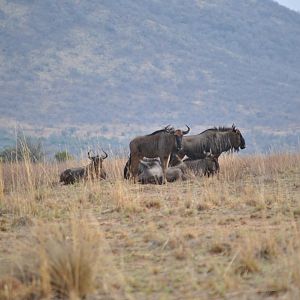 Blue Wildebeest South Africa