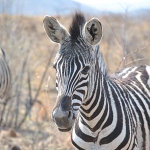 Burchell's Plain Zebra South Africa