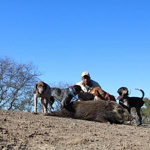 Hunting Bushpig in South Africa