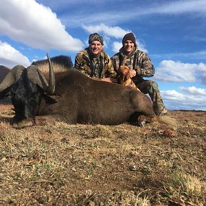 Black Wildebeest Hunting South Africa