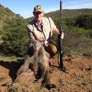 Baboon Hunt South Africa