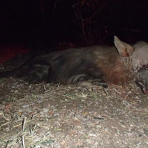 Hunt Brown Hyena in South Africa