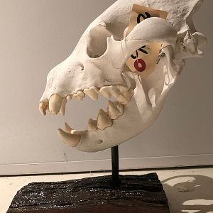 Brown Hyena European Skull Mount Taxidermy