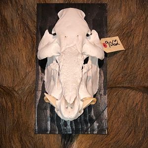 Bushpig European Skull Mount & Hide Taxidermy