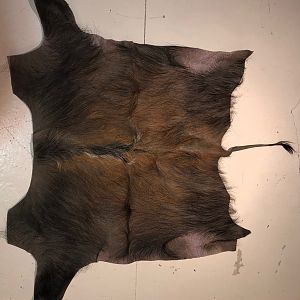 Bushpig Hide Taxidermy