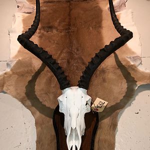 Impala European Skull & Hide Taxidermy