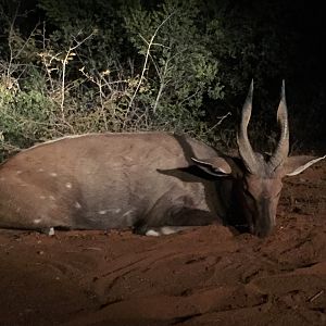 South Africa Hunting Bushbuck