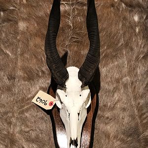 Bushbuck European Skull Mount & Hide Taxidermy