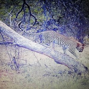 Trail Cam Pictures of Leopard in Namibia