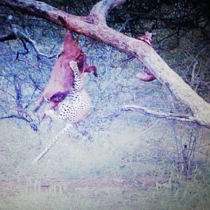 Leopard Trail Cam Pictures Namibia