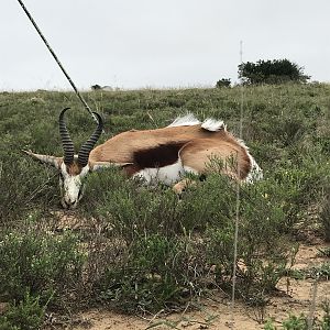 South Africa Hunt Springbok