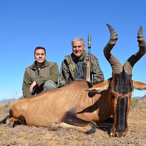 South Africa Hunt Red Hartebeest