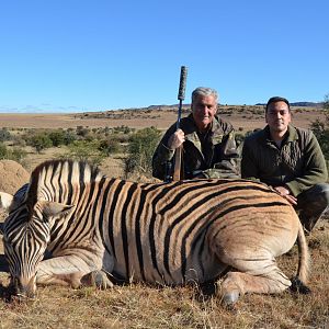 Hunt Burchell's Plain Zebra in South Africa