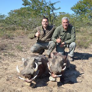 Hunting Warthog in South Africa