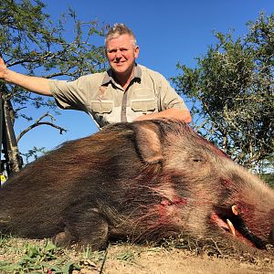 Hunt Bushpig in South Africa