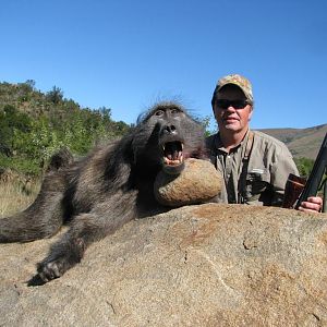 Baboon Hunting South Africa