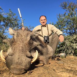 Warthog Hunting South Africa